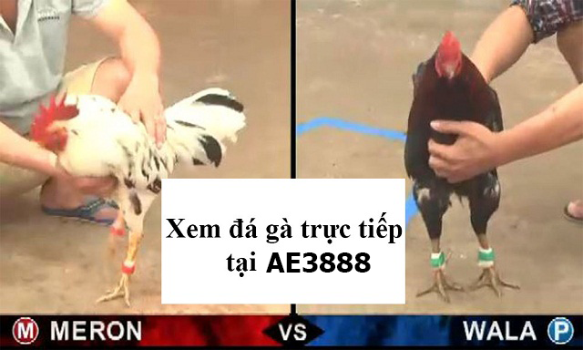 xem đá gà trực tiếp tại ae3888