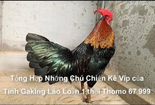   Xanh mồng trích chiến kê xuất sắc nhất của Tính Gà King